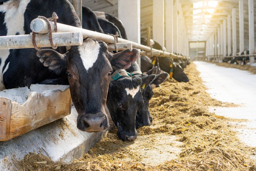 Cowshed. Dairy cows in a farm. Cows eating fresh hay. Natural m