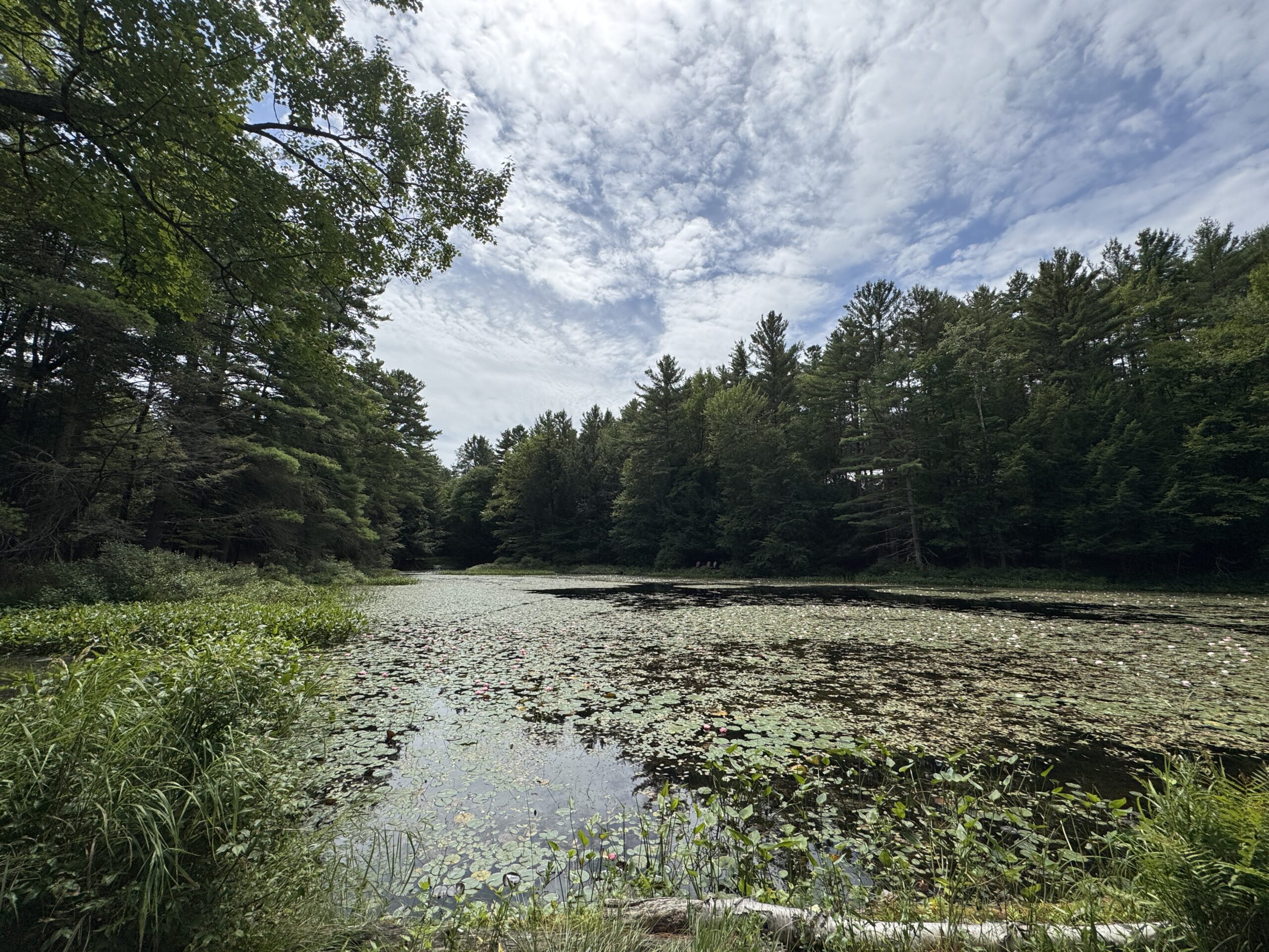 Chase Lake_lilypads_bluesky
